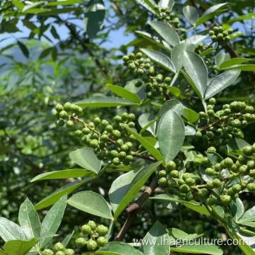 Wholesales Green Peppercorns Sichuan Peppertree Pricklyash